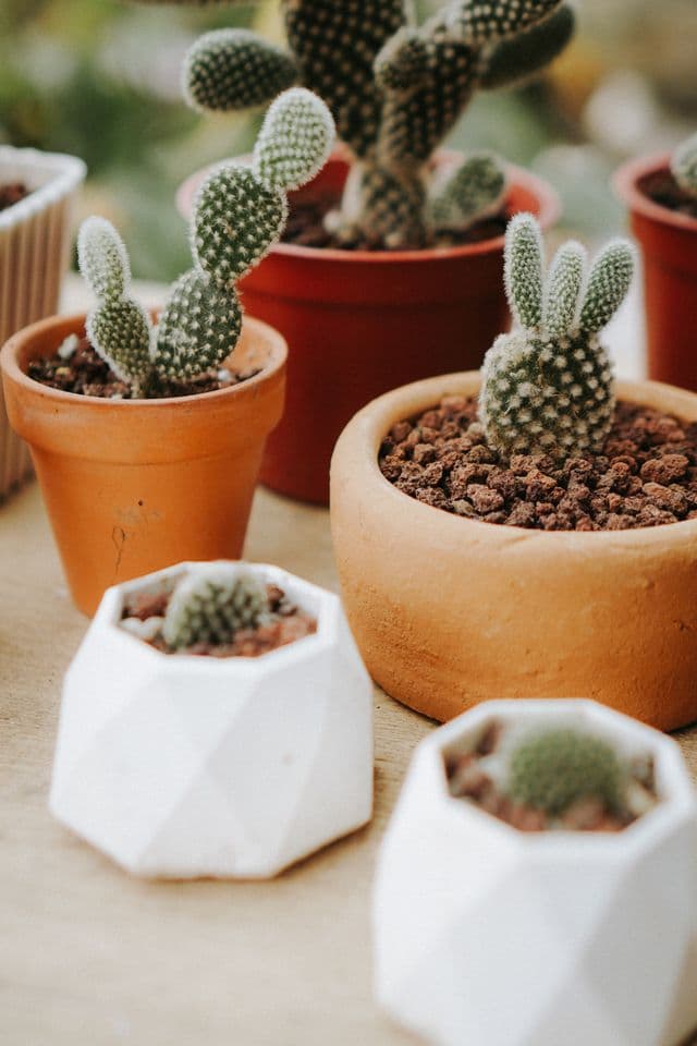 garden collection