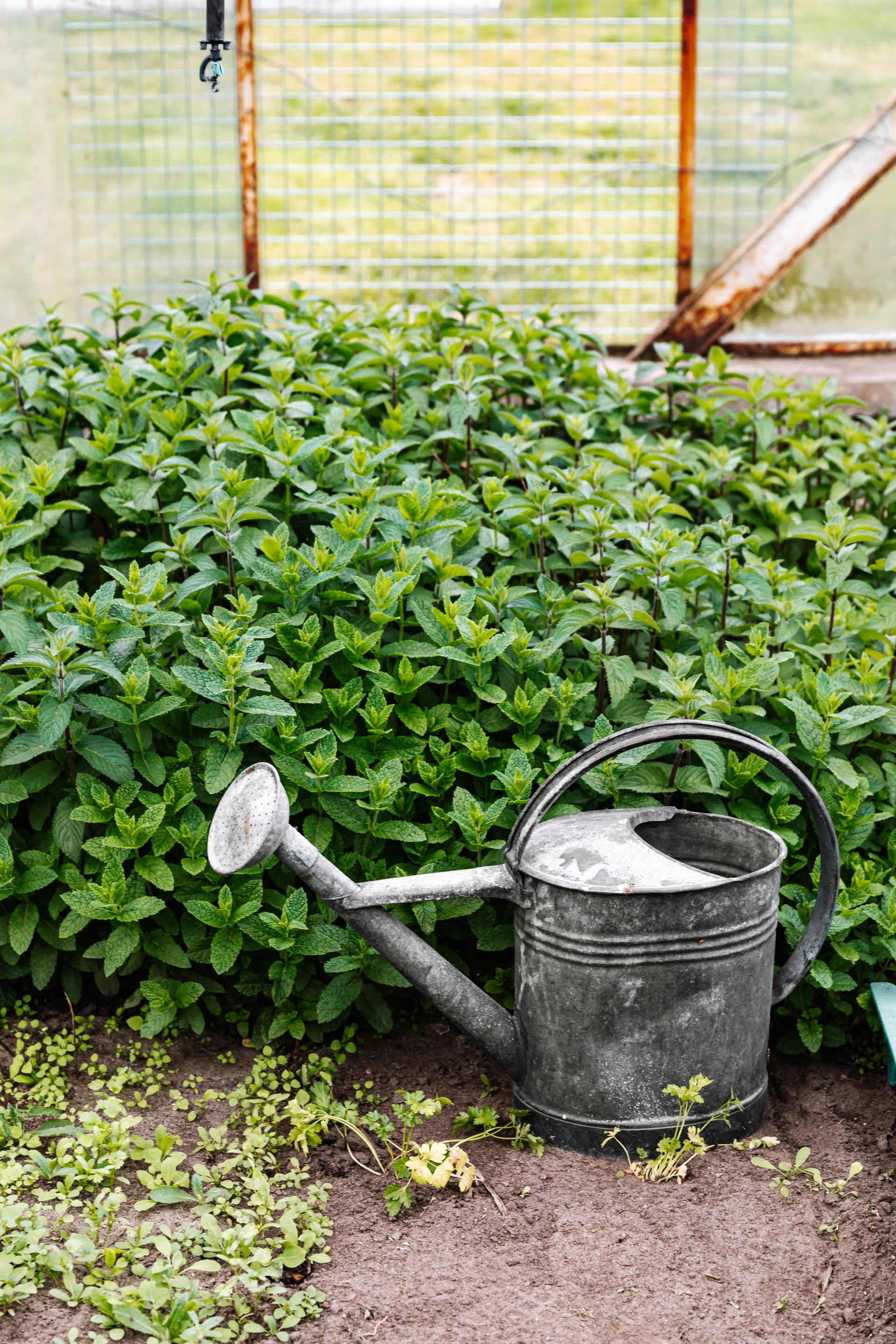 Cast Iron Watering Can — image 1